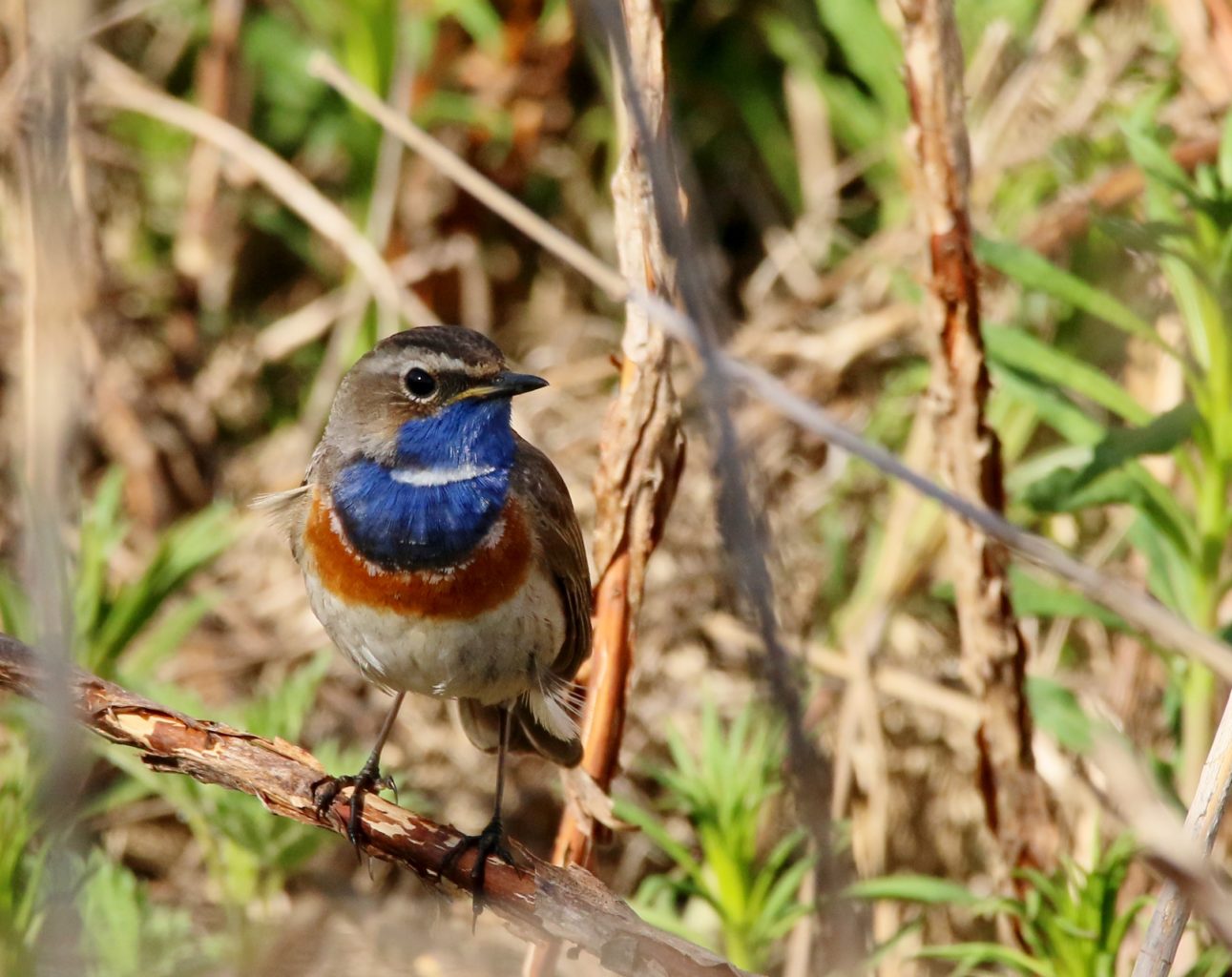 Valokuvaaja: Tuula Pirnes Valokuvaaja: Tuula Pirnes