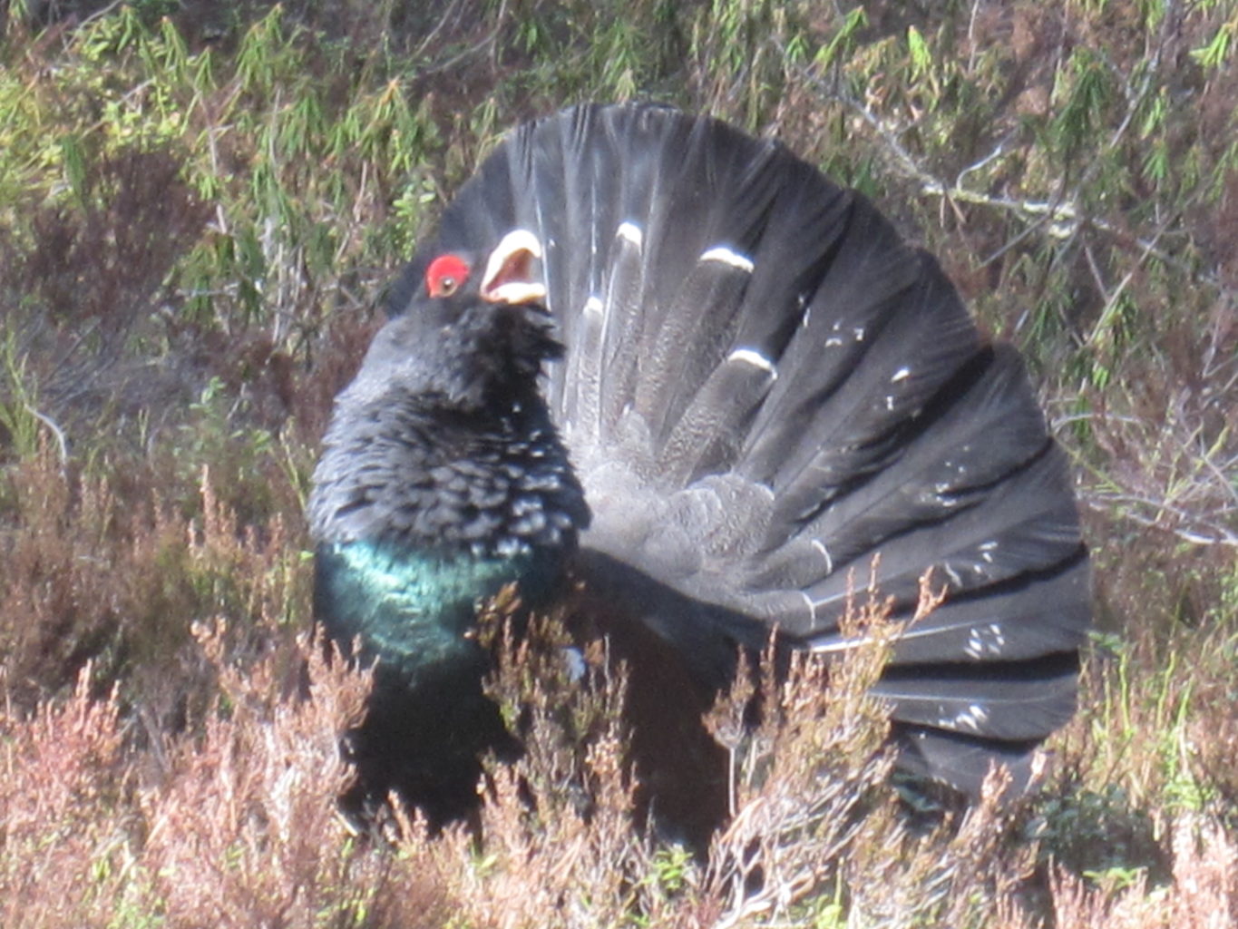 Valokuvaaja: Marita Portin