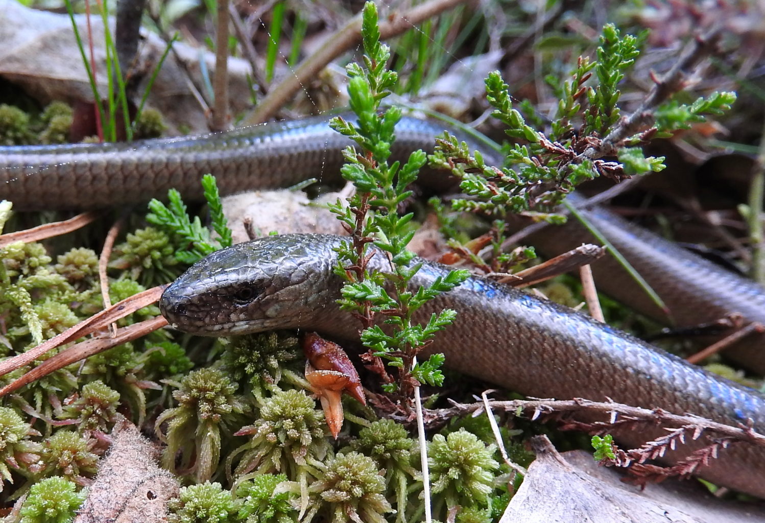Valokuvaaja: Simo Pilpola