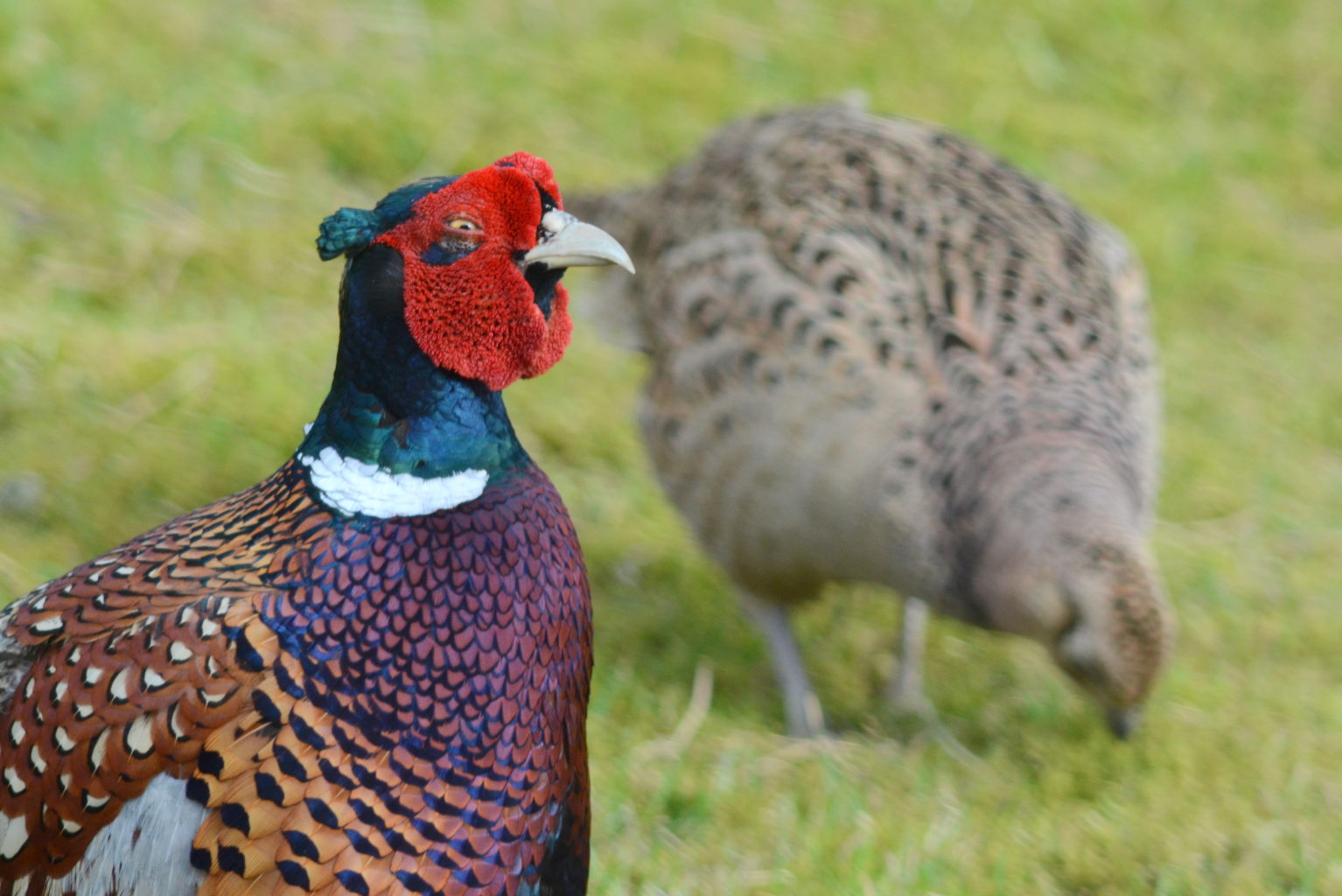 Valokuvaaja: Kaarlo Asikainen