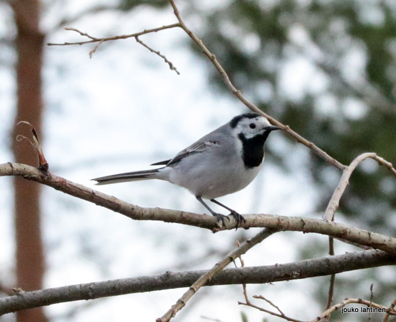 Valokuvaaja: Jouko Lahtinen