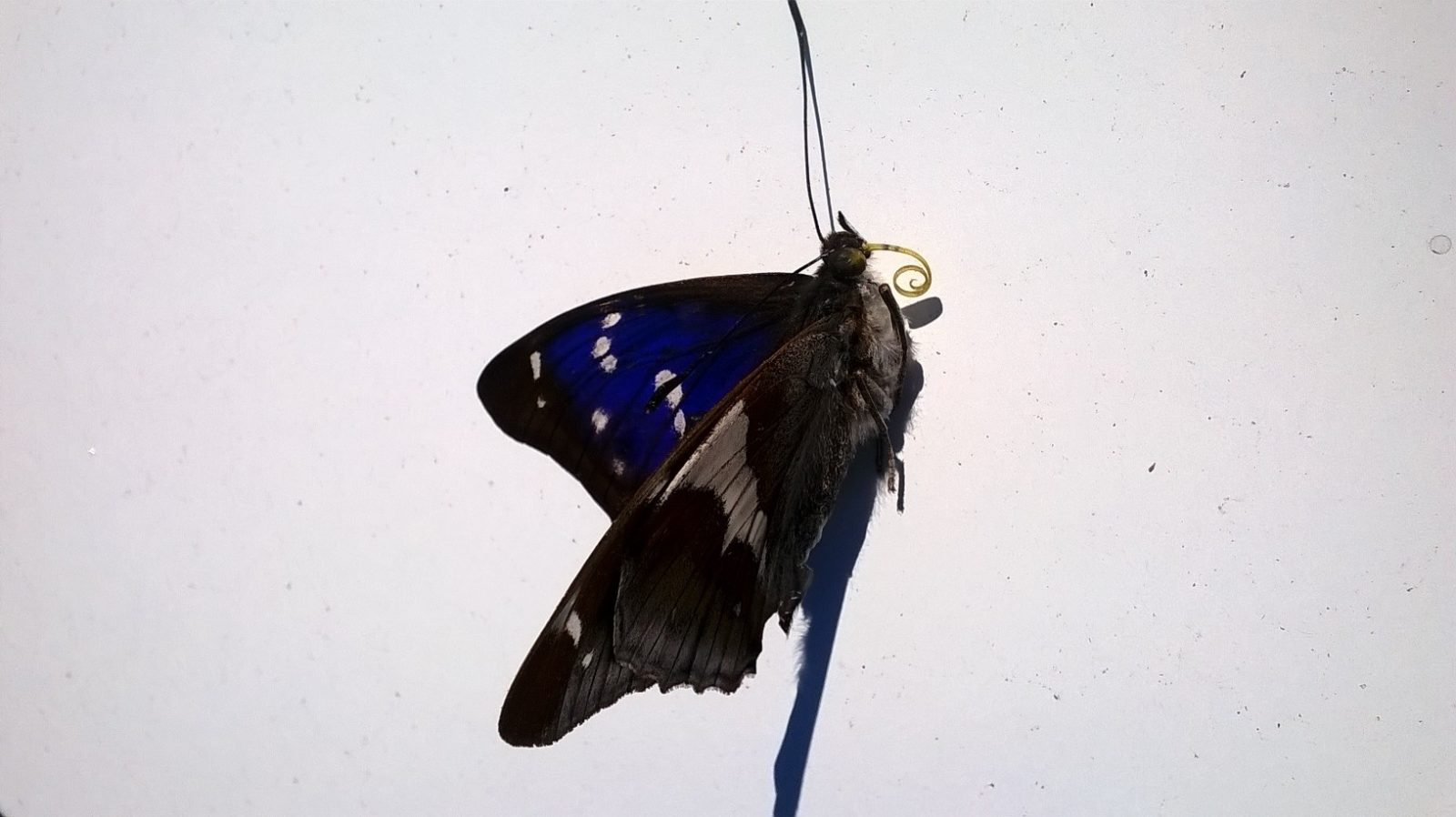 Valokuvaaja: Eija Johanna Saastamoinen