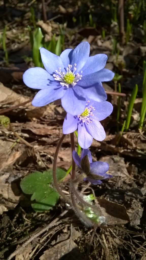 Valokuvaaja: Eija Saastamoinen