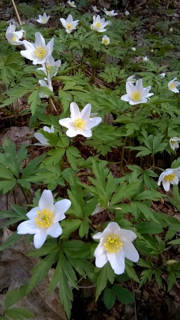 Valokuvaaja: Eija Saastamoinen