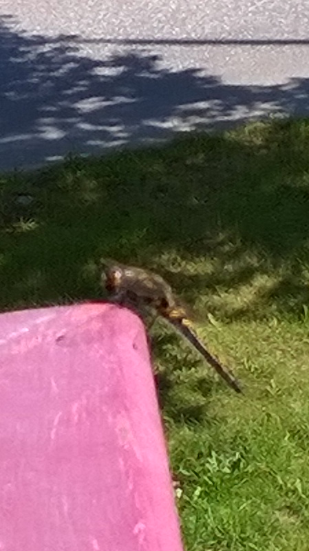 Valokuvaaja: Eija Johanna Saastamoinen Valokuvaaja: Eija Johanna Saastamoinen