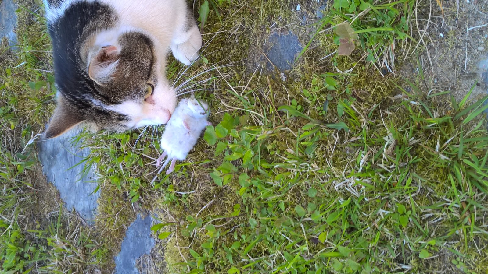 Valokuvaaja: Päivi Aikioniemi