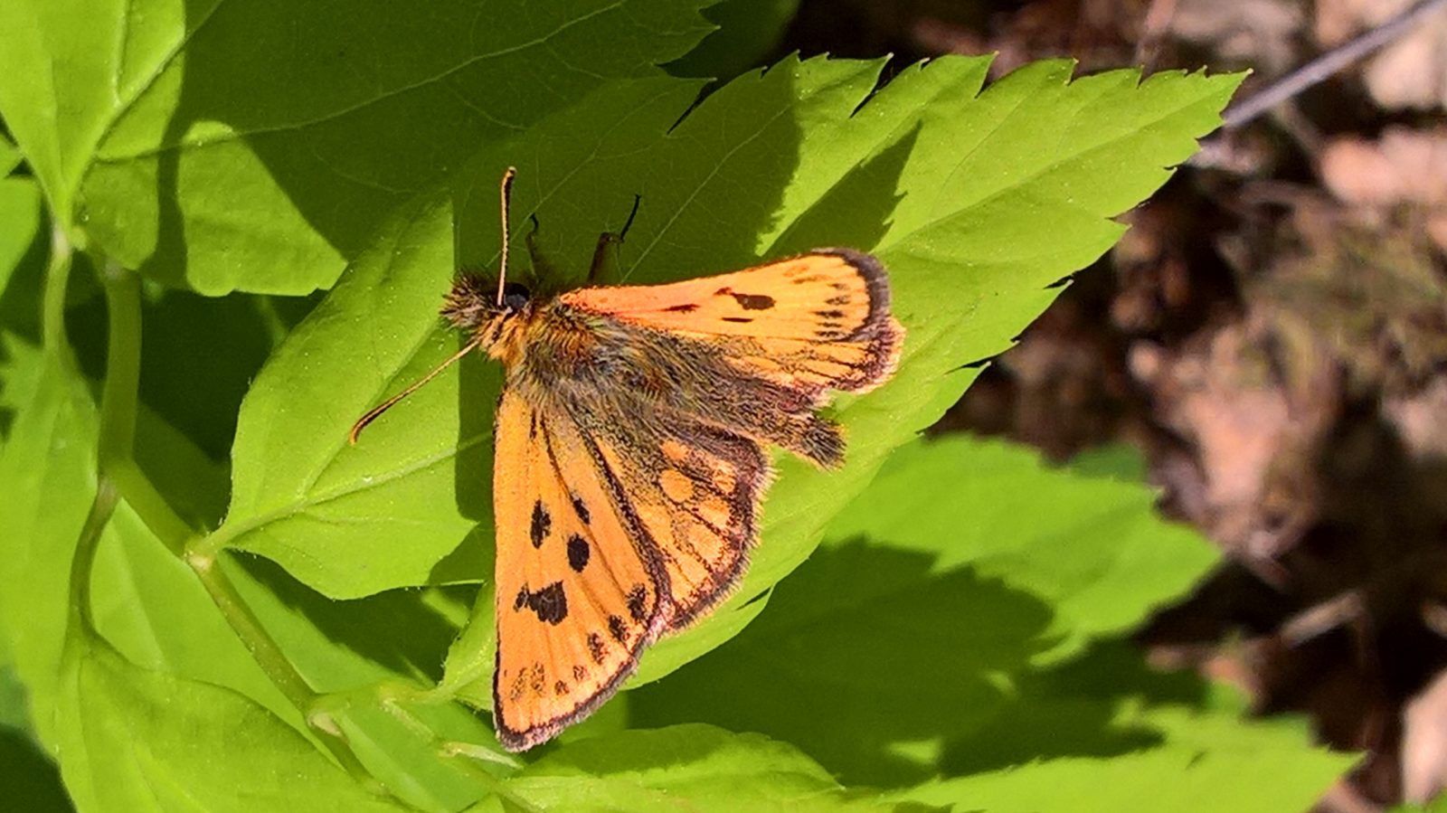 Valokuvaaja: Eija Johanna Saastamoinen