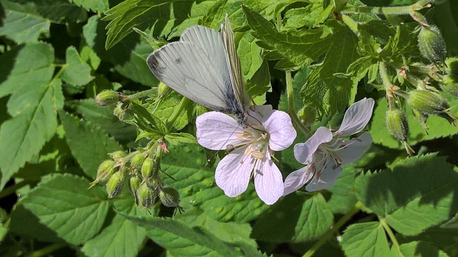 Valokuvaaja: Eija Johanna Saastamoinen