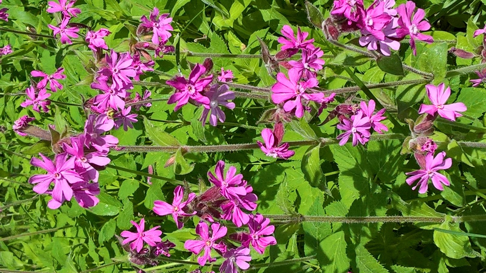 Valokuvaaja: Eija Johanna Saastamoinen