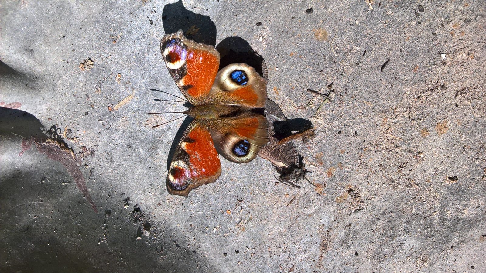 Valokuvaaja: Eija Johanna Saastamoinen Valokuvaaja: Eija Johanna Saastamoinen