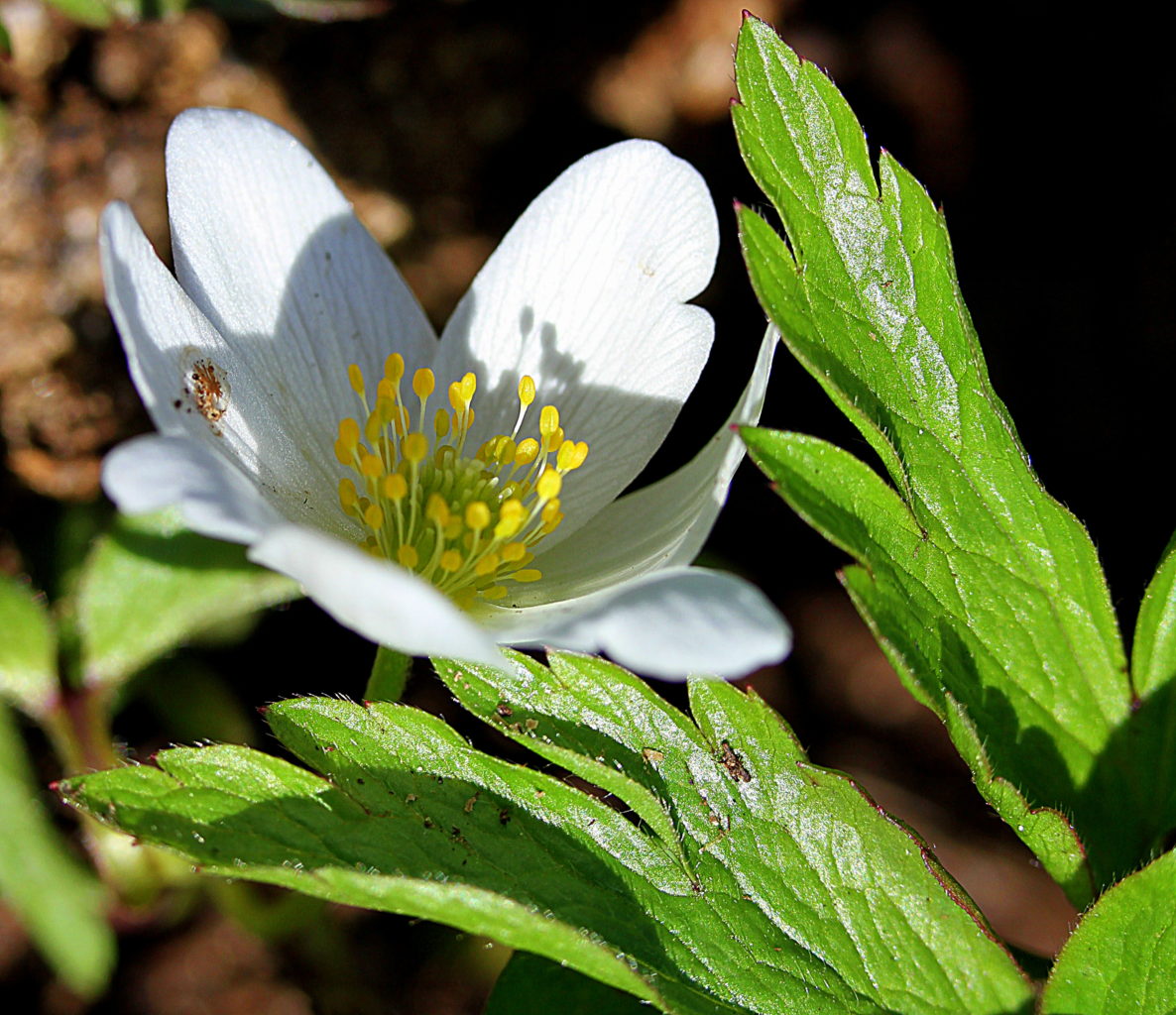 Valokuvaaja: Sirpa Jyske