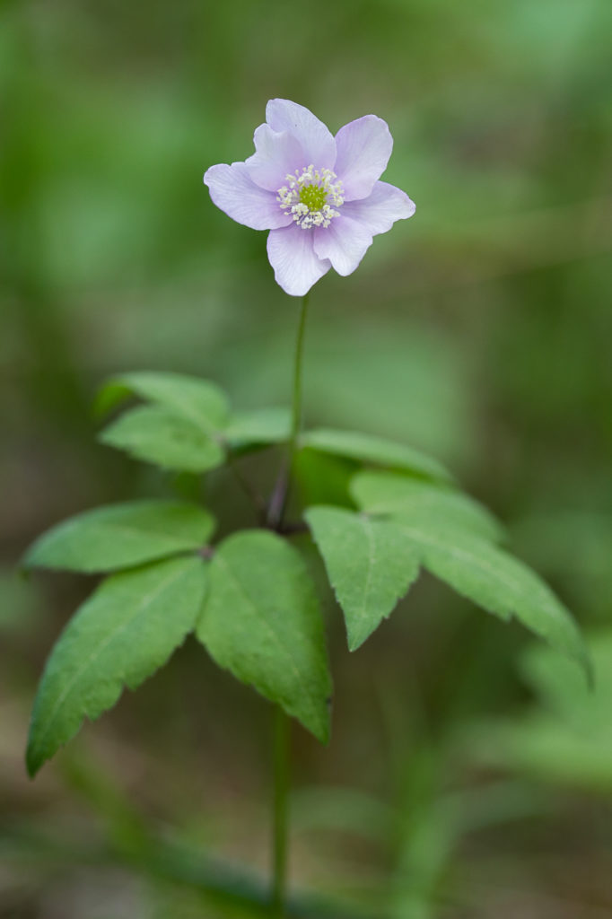 Valokuvaaja: Timo J Saarinen Valokuvaaja: Timo J Saarinen