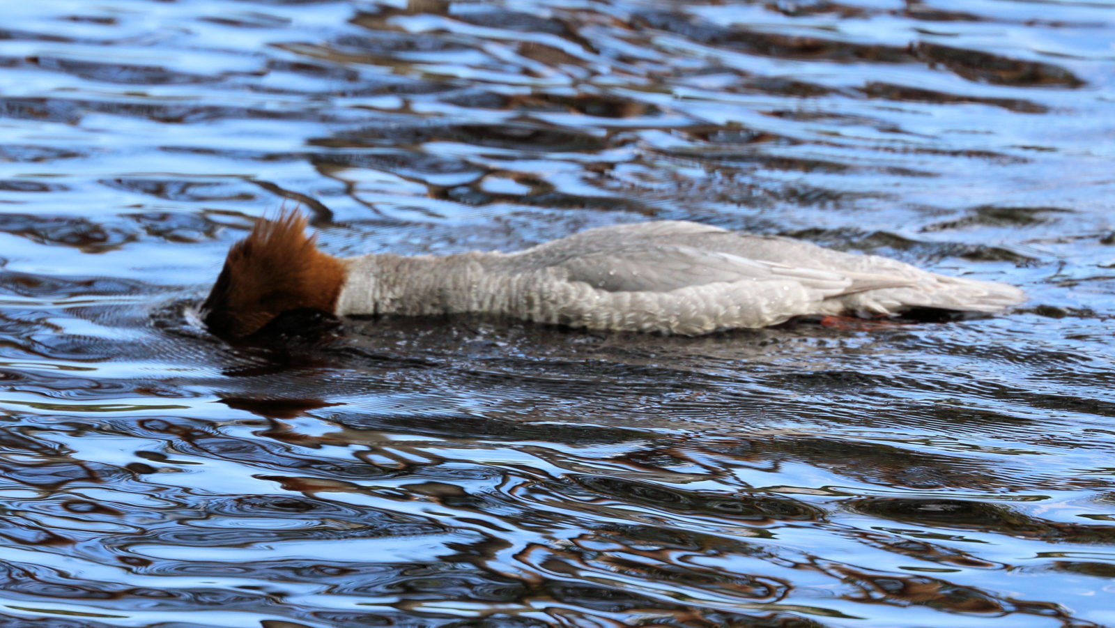 Valokuvaaja: Ahti Keränen