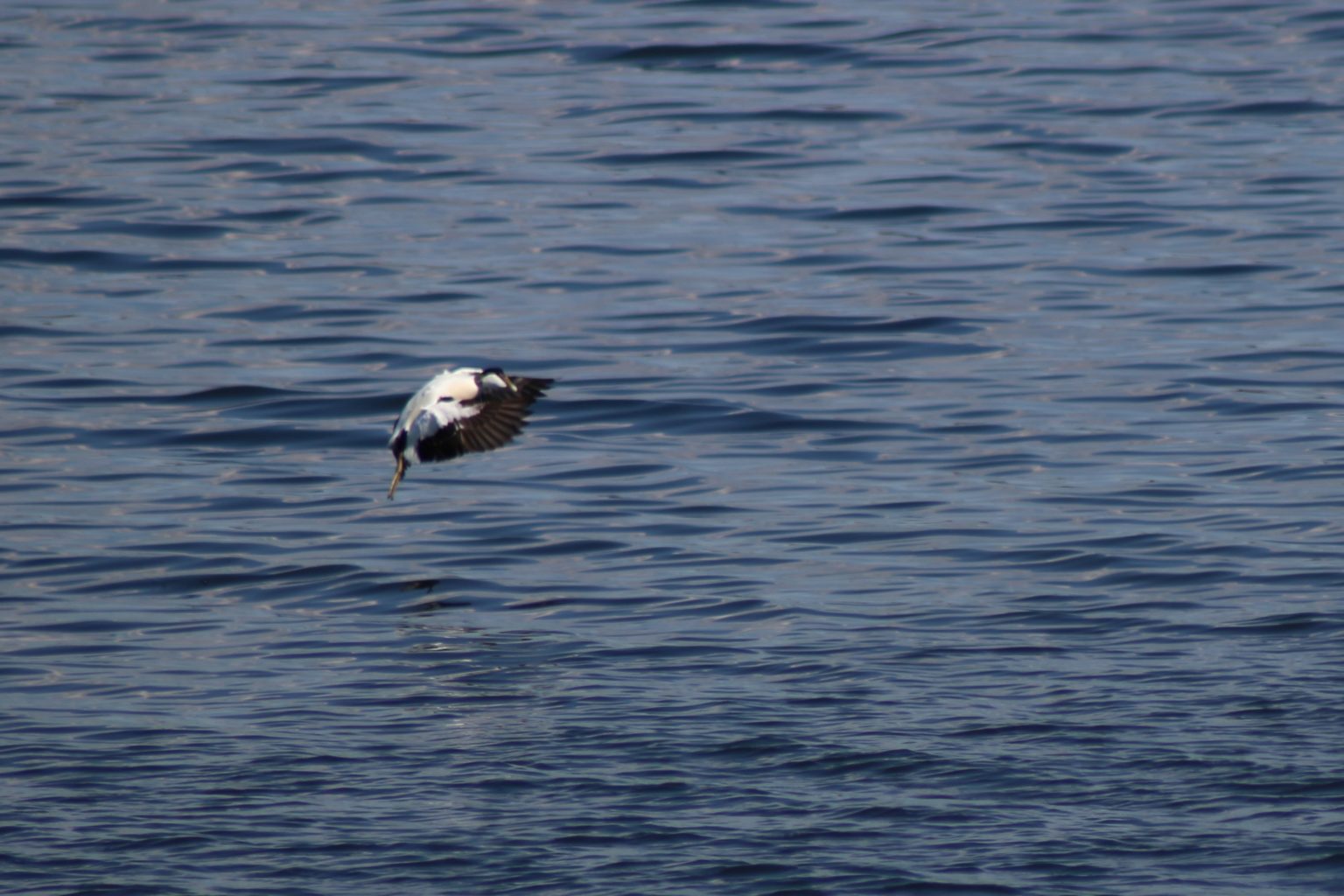 Valokuvaaja: Tomas Eväsoja