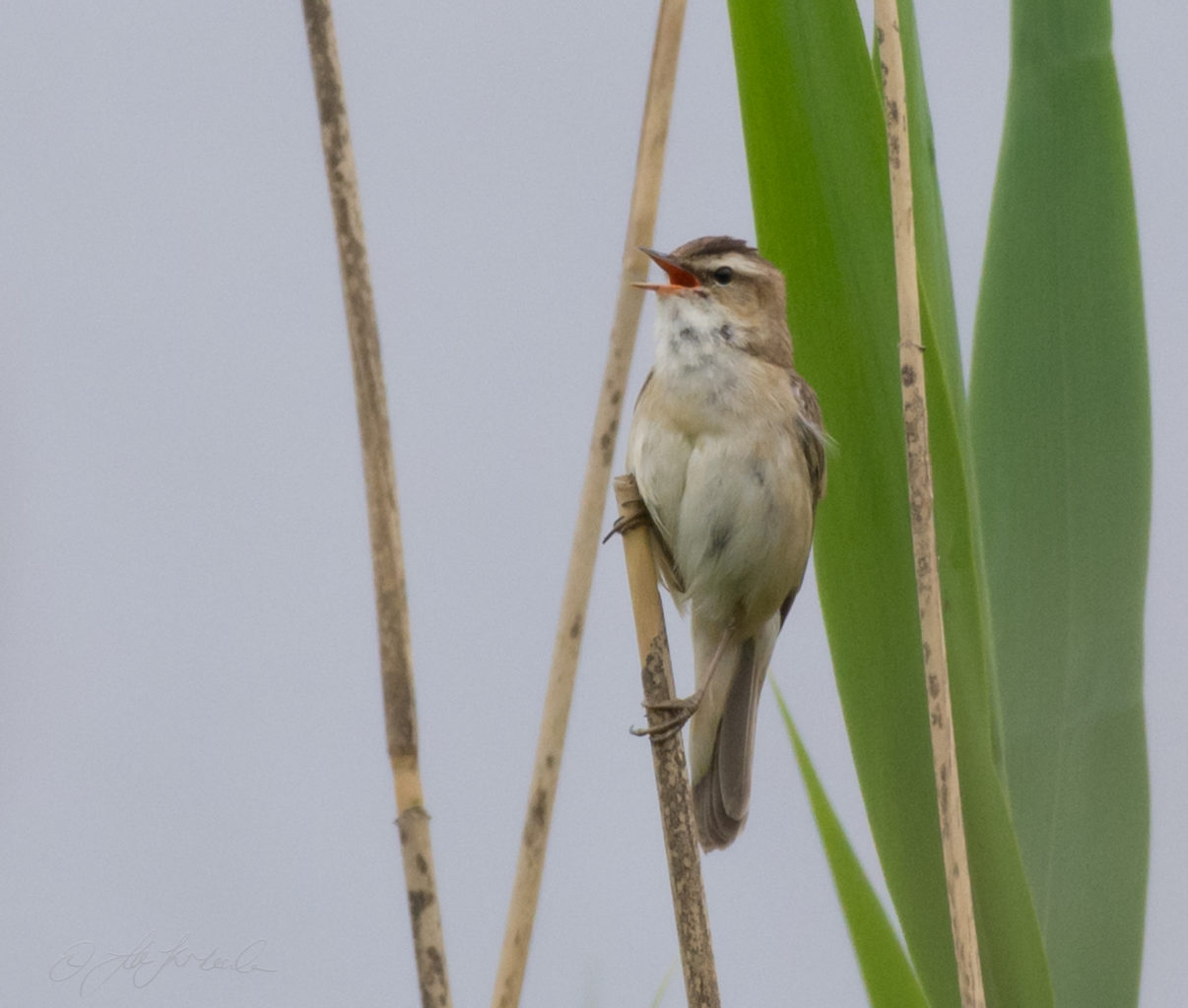 Valokuvaaja: Jutta Kirkkala