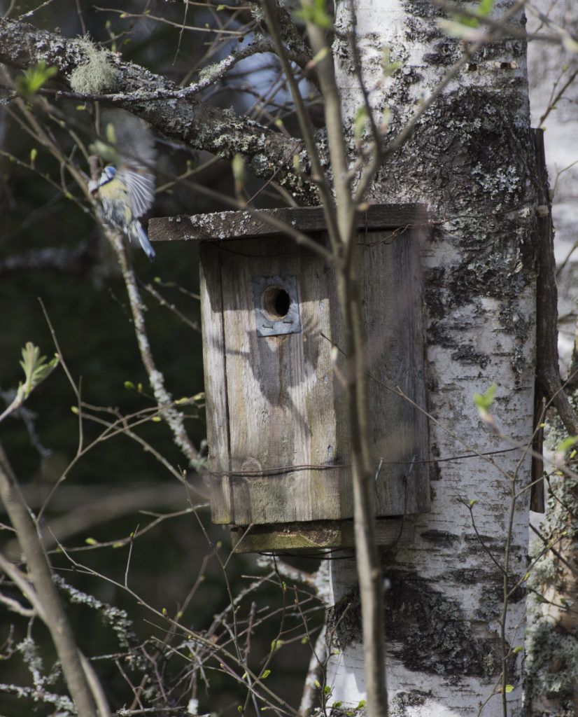Valokuvaaja: Susanna Mäenpää Valokuvaaja: Susanna Mäenpää