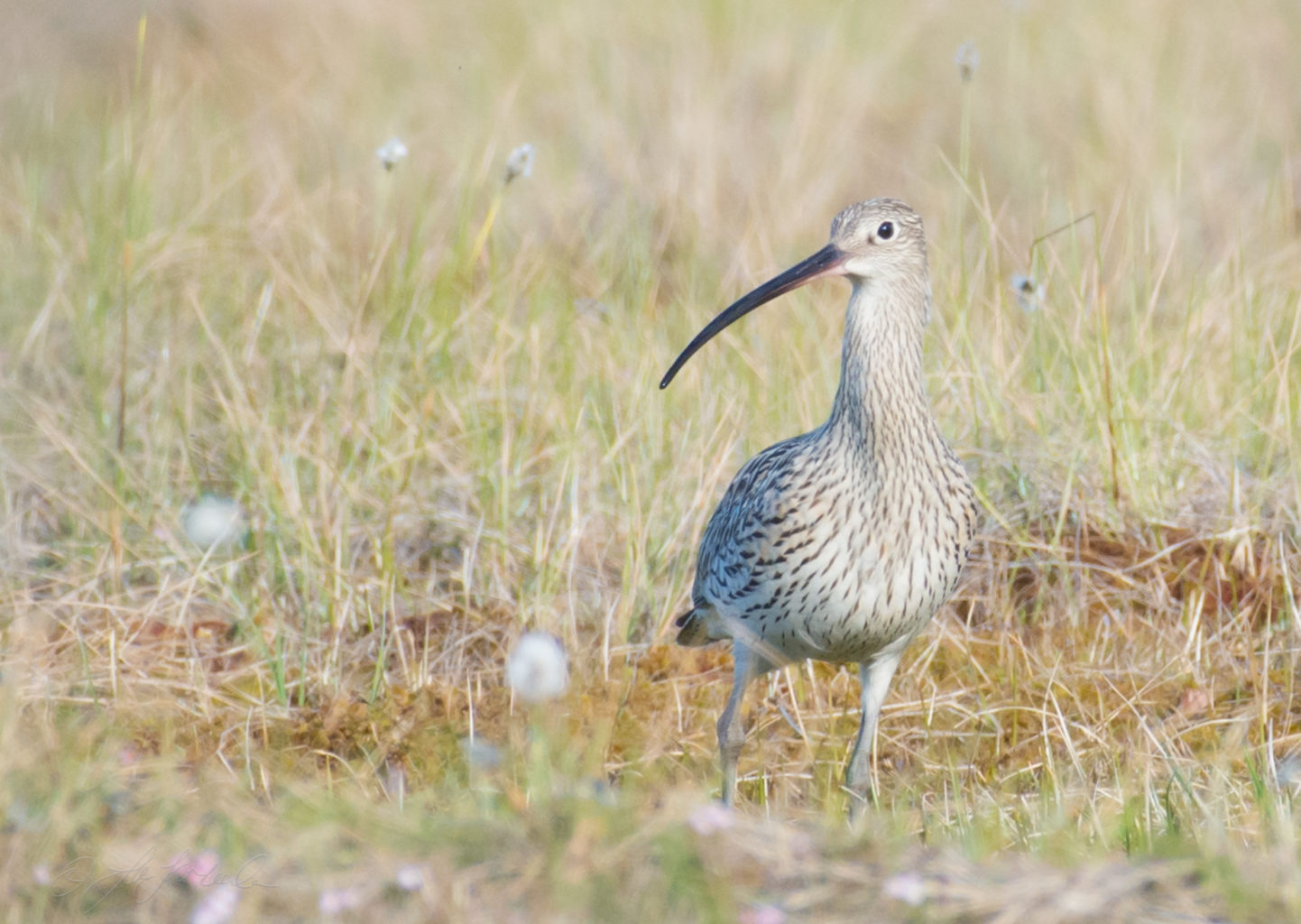Valokuvaaja: jutta Kirkkala