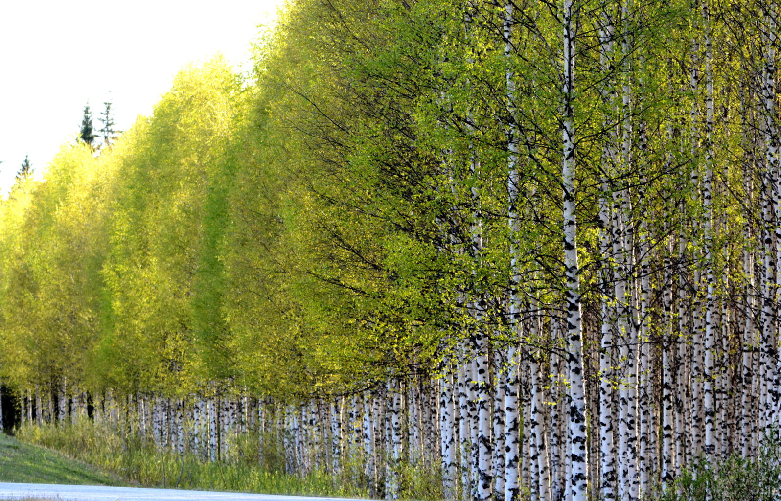 Valokuvaaja: MIKKO T.  SAVOLAINEN