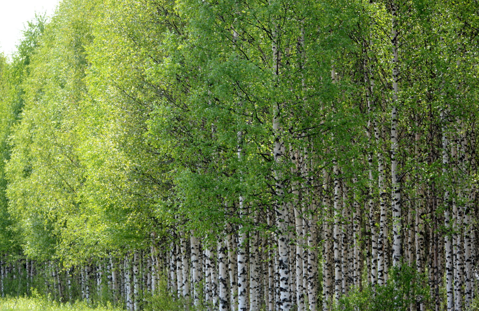 Valokuvaaja: M.SAVOLAINEN