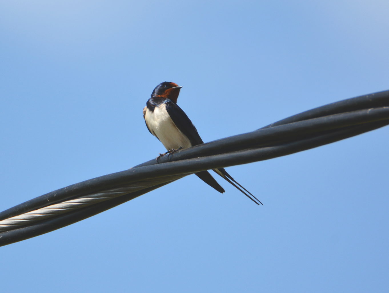 Valokuvaaja: MIKKO T.  SAVOLAINEN Valokuvaaja: MIKKO T.  SAVOLAINEN