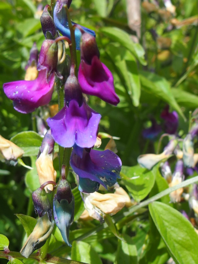 Valokuvaaja: Tuija Liunala Valokuvaaja: Tuija Liunala