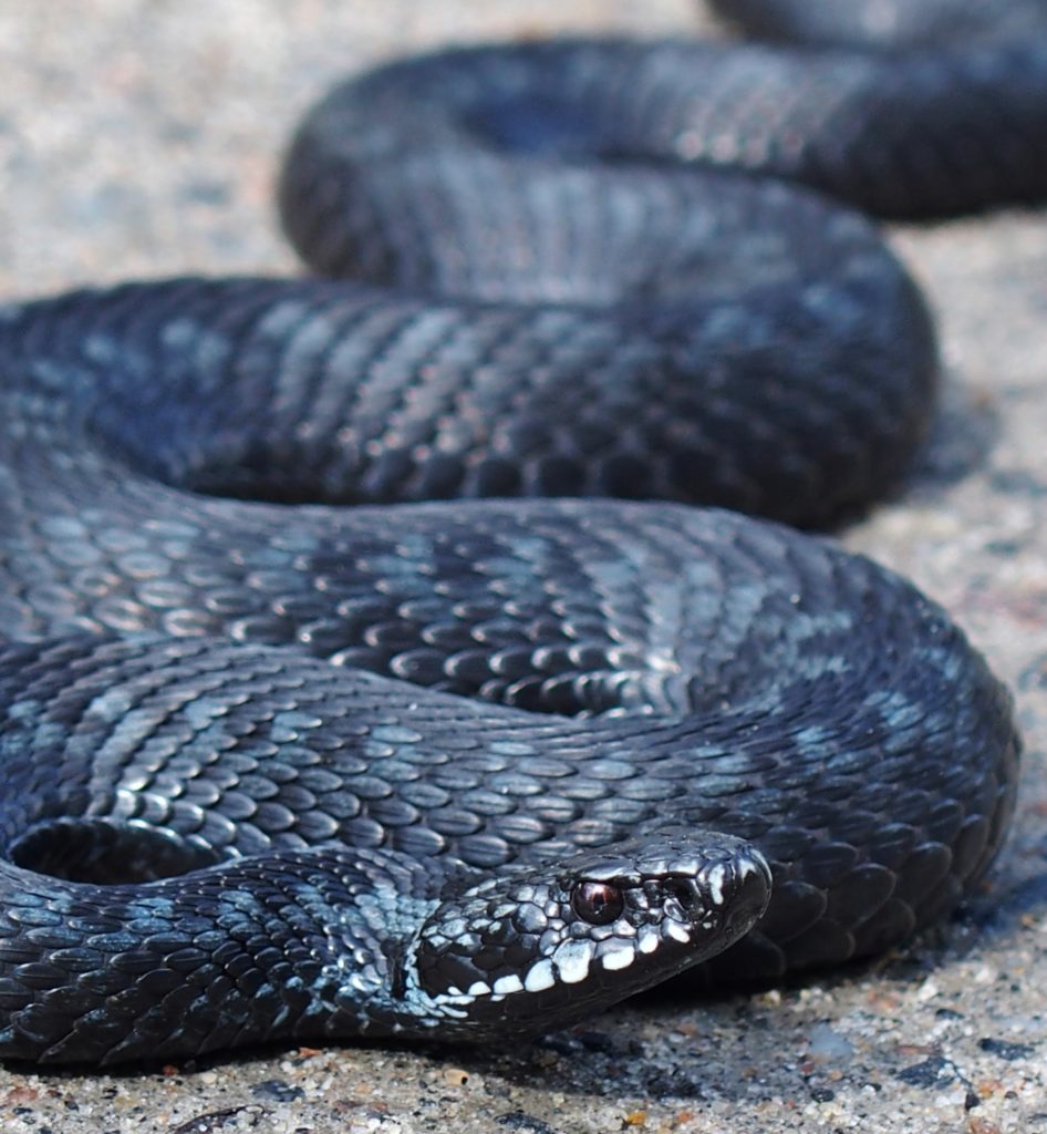 Valokuvaaja: Tuija Liunala