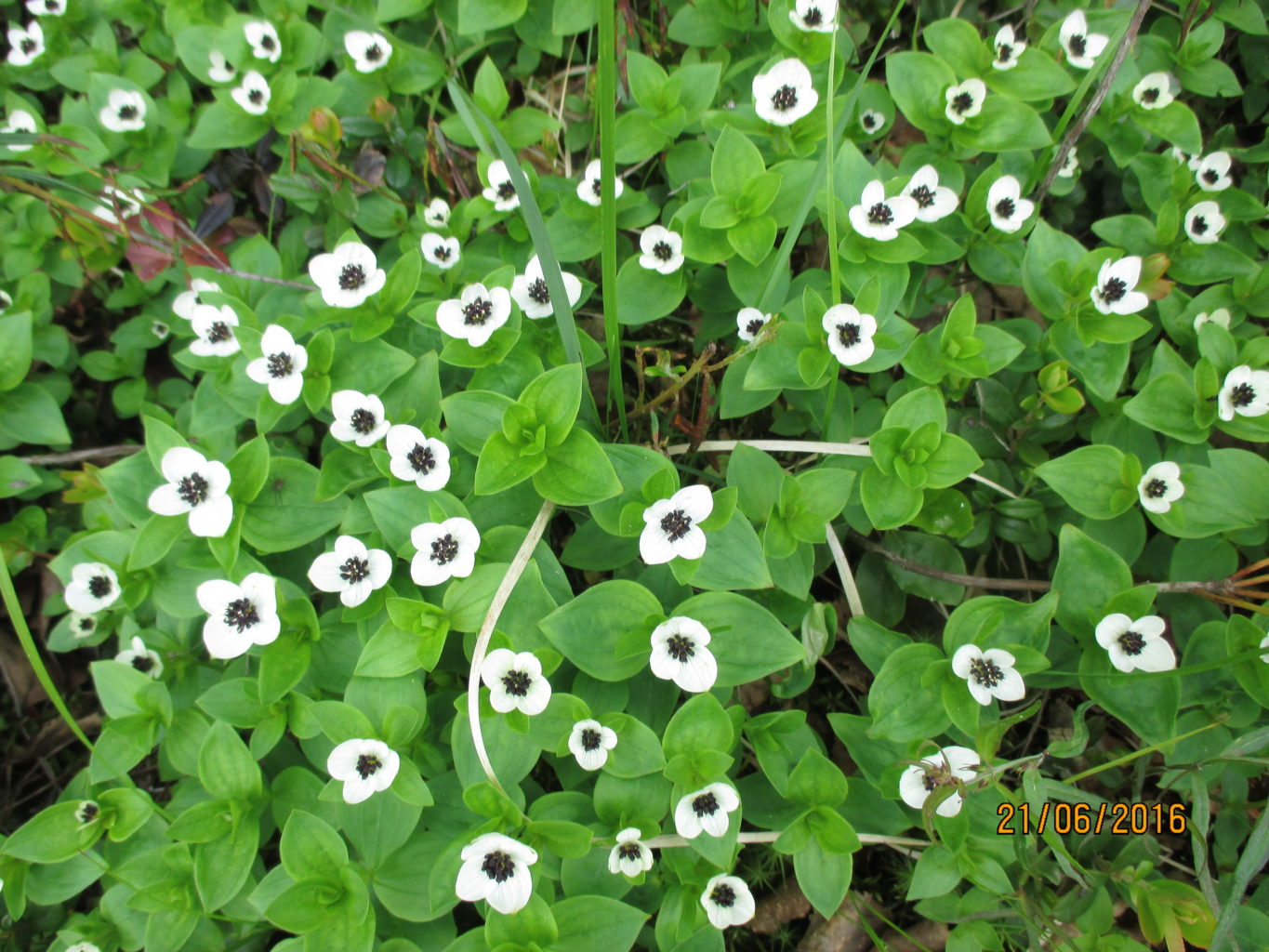 Valokuvaaja: yrjo lukkari