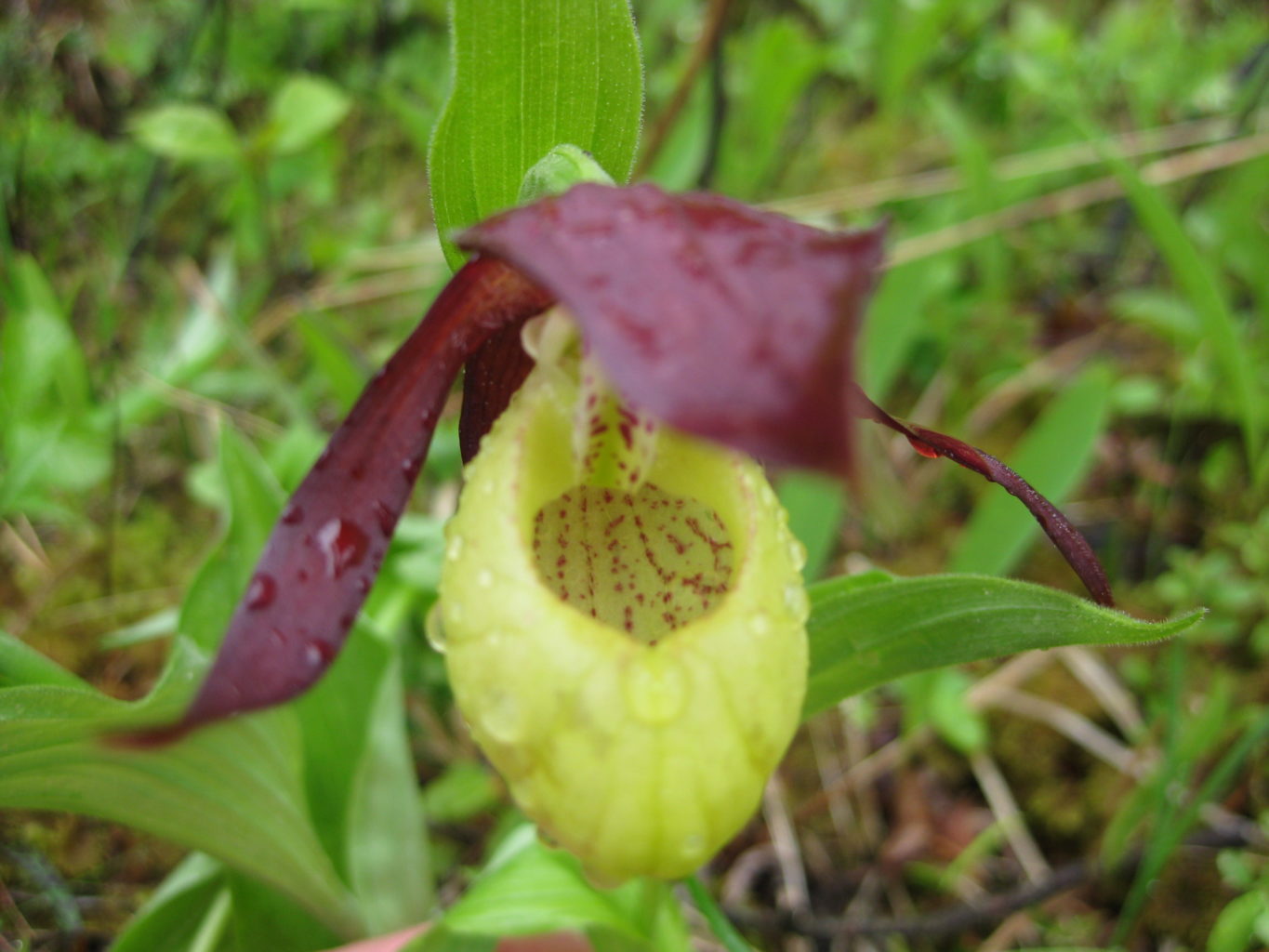 Valokuvaaja: yrjo lukkari Valokuvaaja: yrjo lukkari
