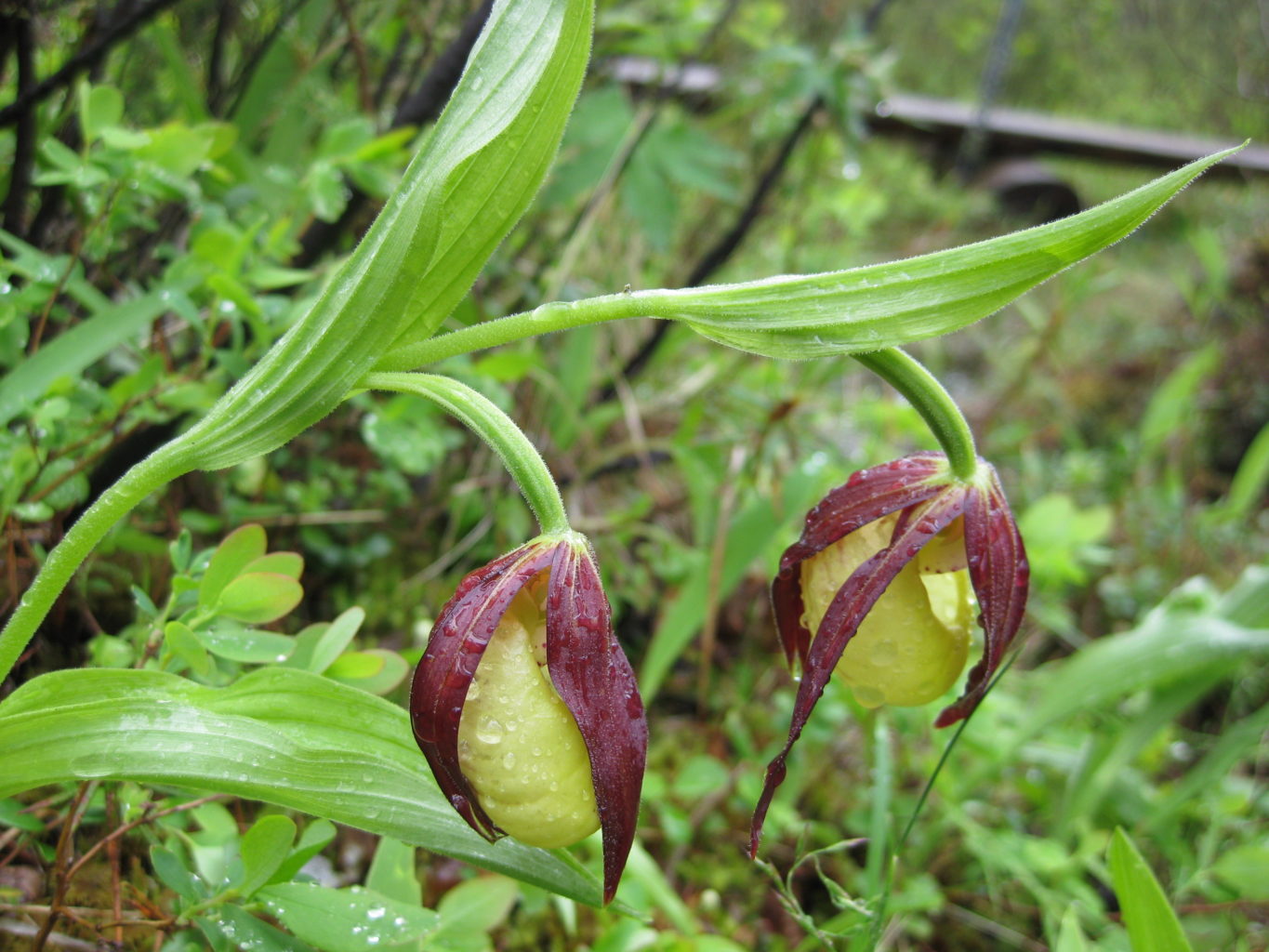 Valokuvaaja: yrjo lukkari