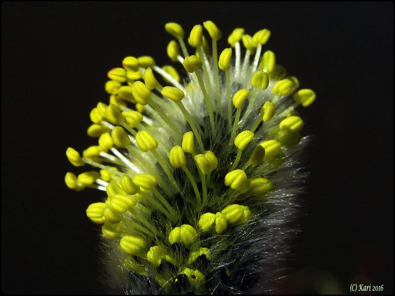 Valokuvaaja: Kari Saarinen Valokuvaaja: Kari Saarinen