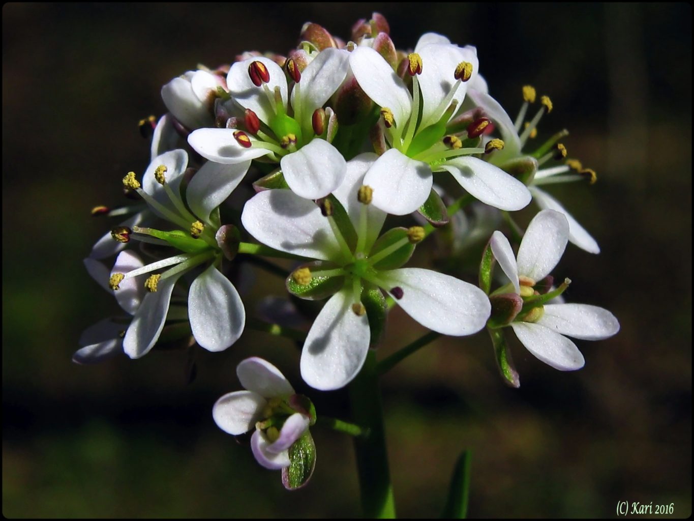 Valokuvaaja: Kari Saarinen