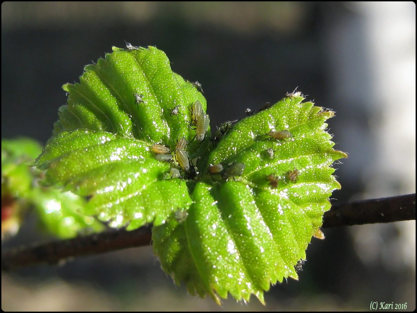 Valokuvaaja: Kari Saarinen