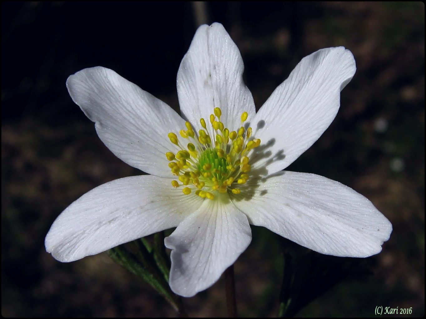 Valokuvaaja: Kari Saarinen
