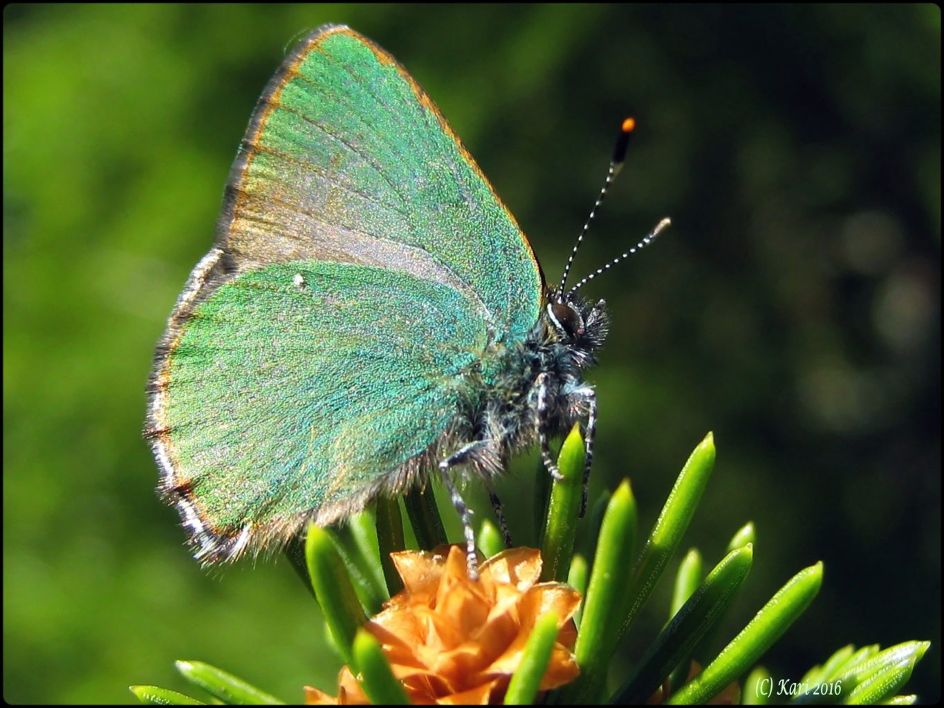 Valokuvaaja: Kari Saarinen