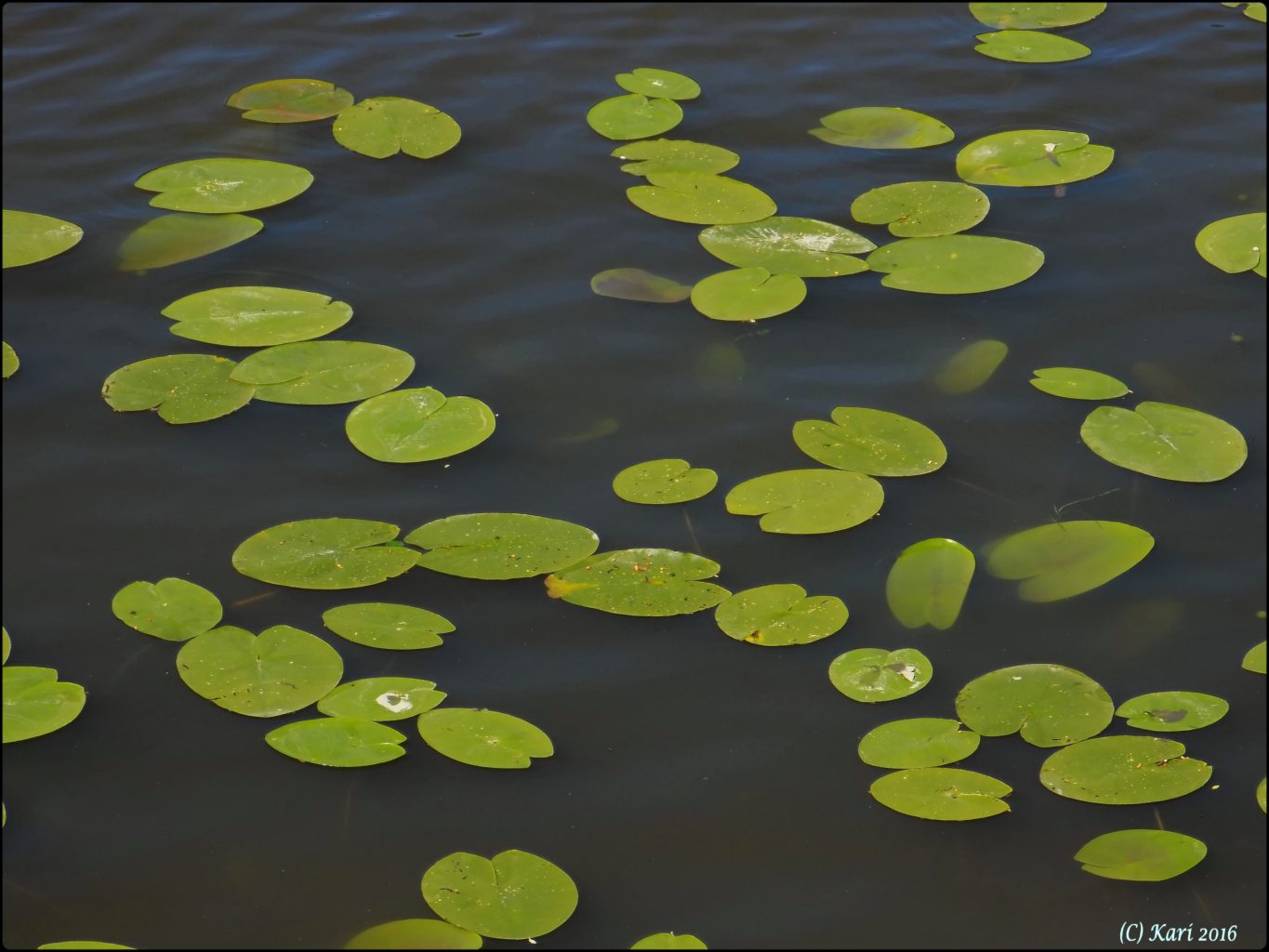 Valokuvaaja: Kari Saarinen