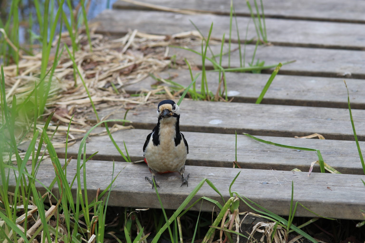 Valokuvaaja: Noora Lehtinen