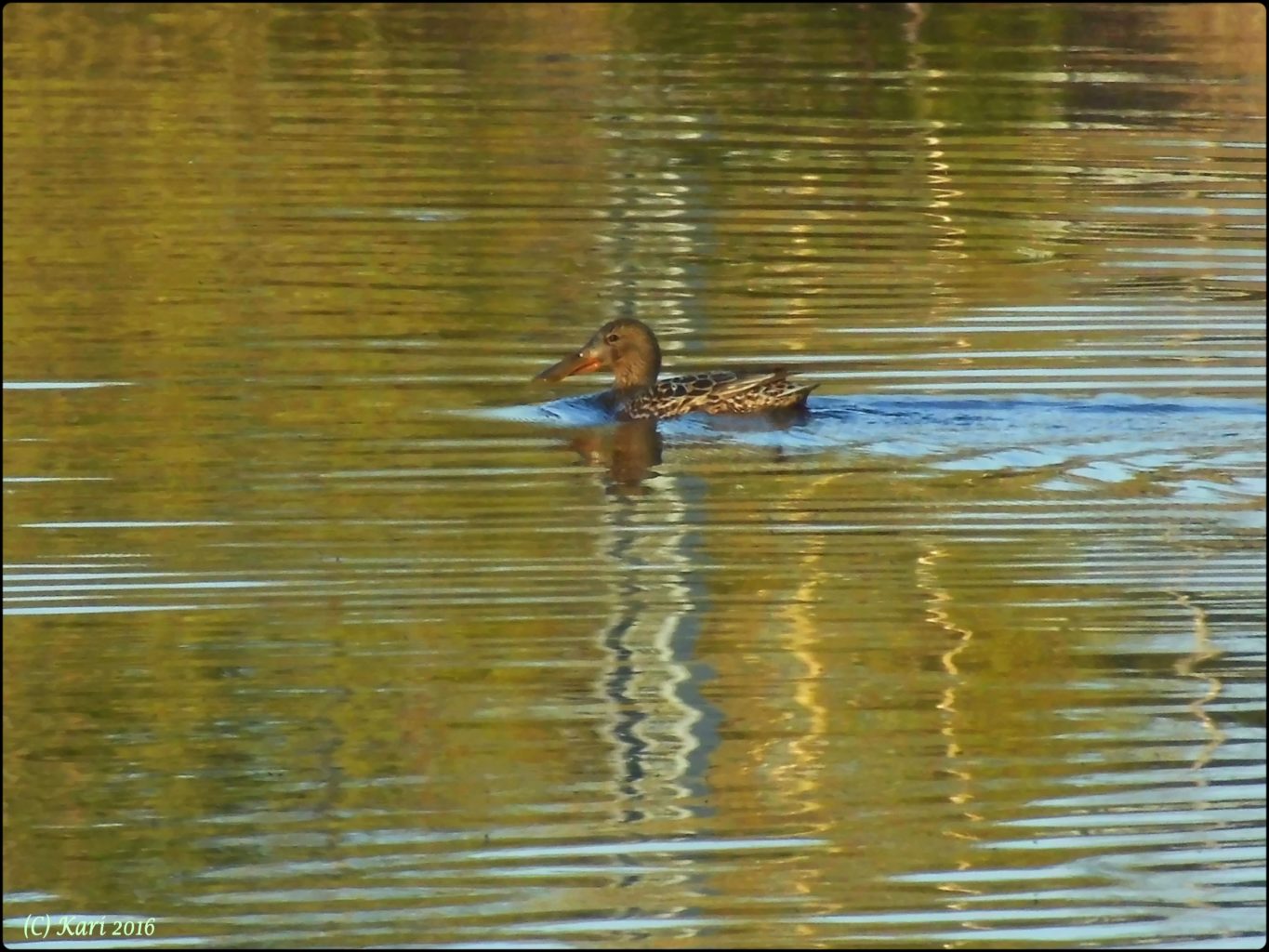Valokuvaaja: Kari Saarinen