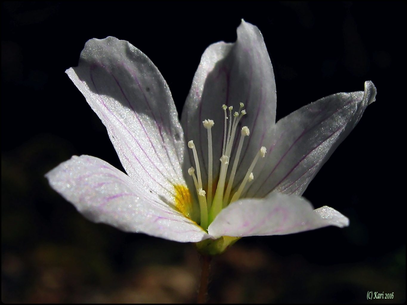 Valokuvaaja: Kari Saarinen