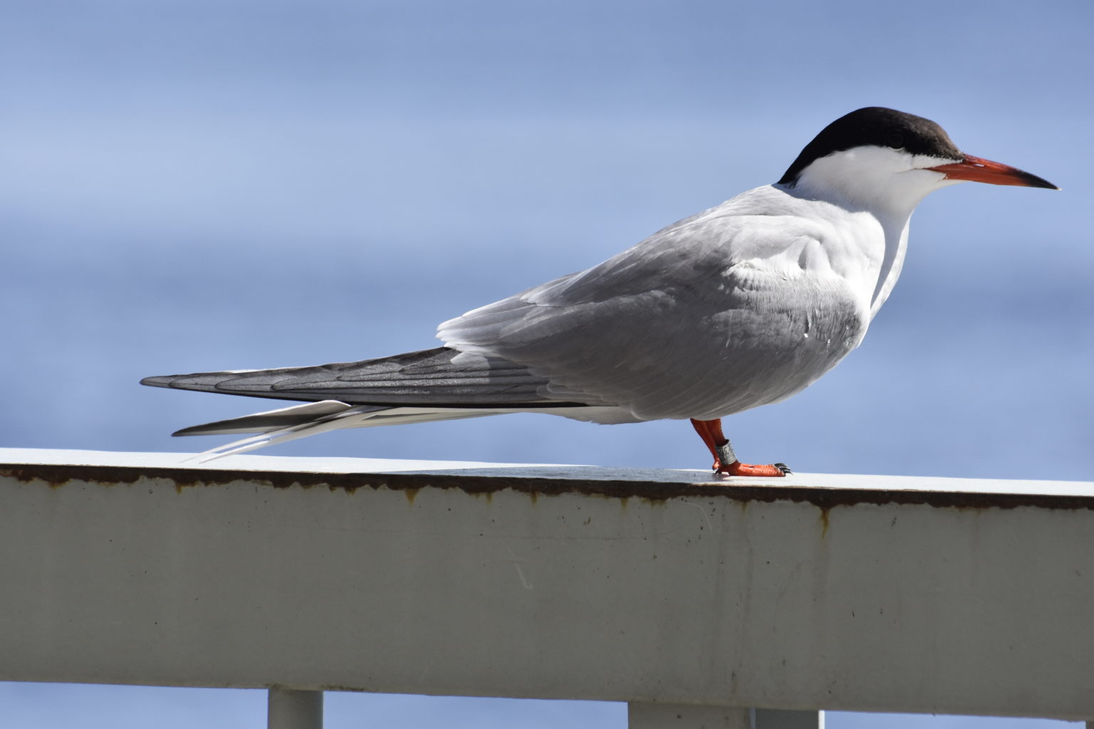 Valokuvaaja: Tarja Pirttikoski
