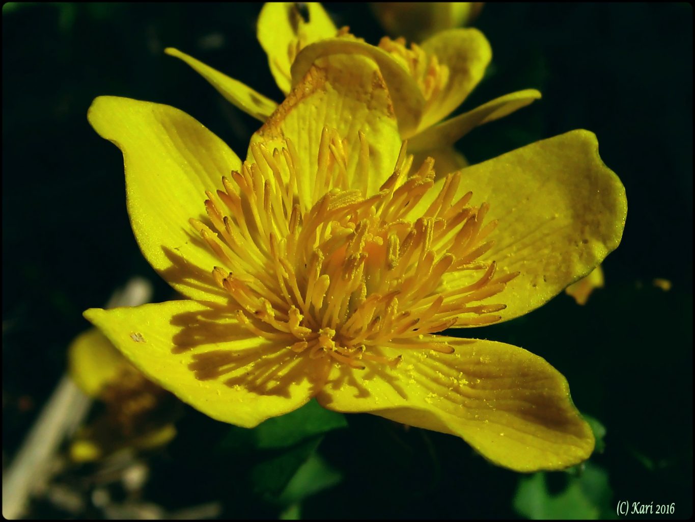 Valokuvaaja: Kari Saarinen