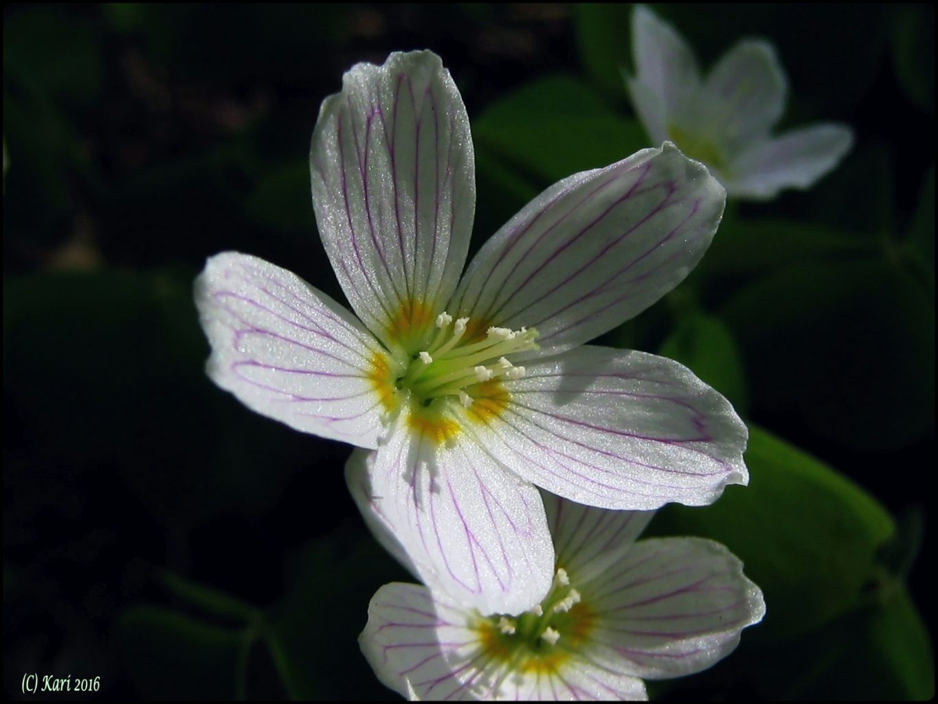 Valokuvaaja: Kari Saarinen Valokuvaaja: Kari Saarinen
