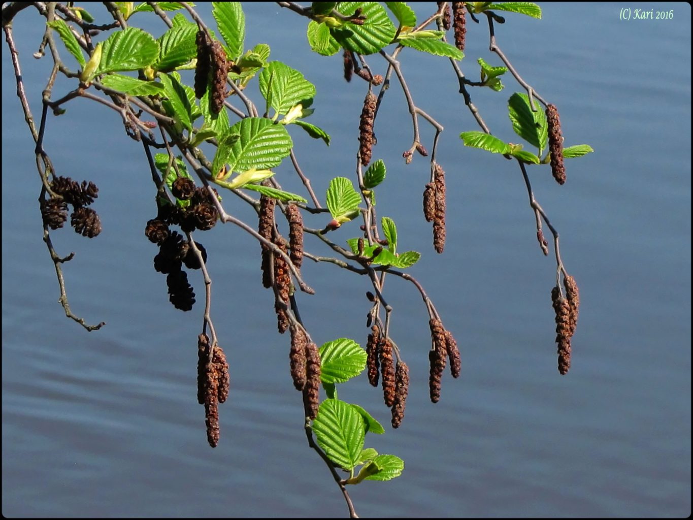 Valokuvaaja: Kari Saarinen