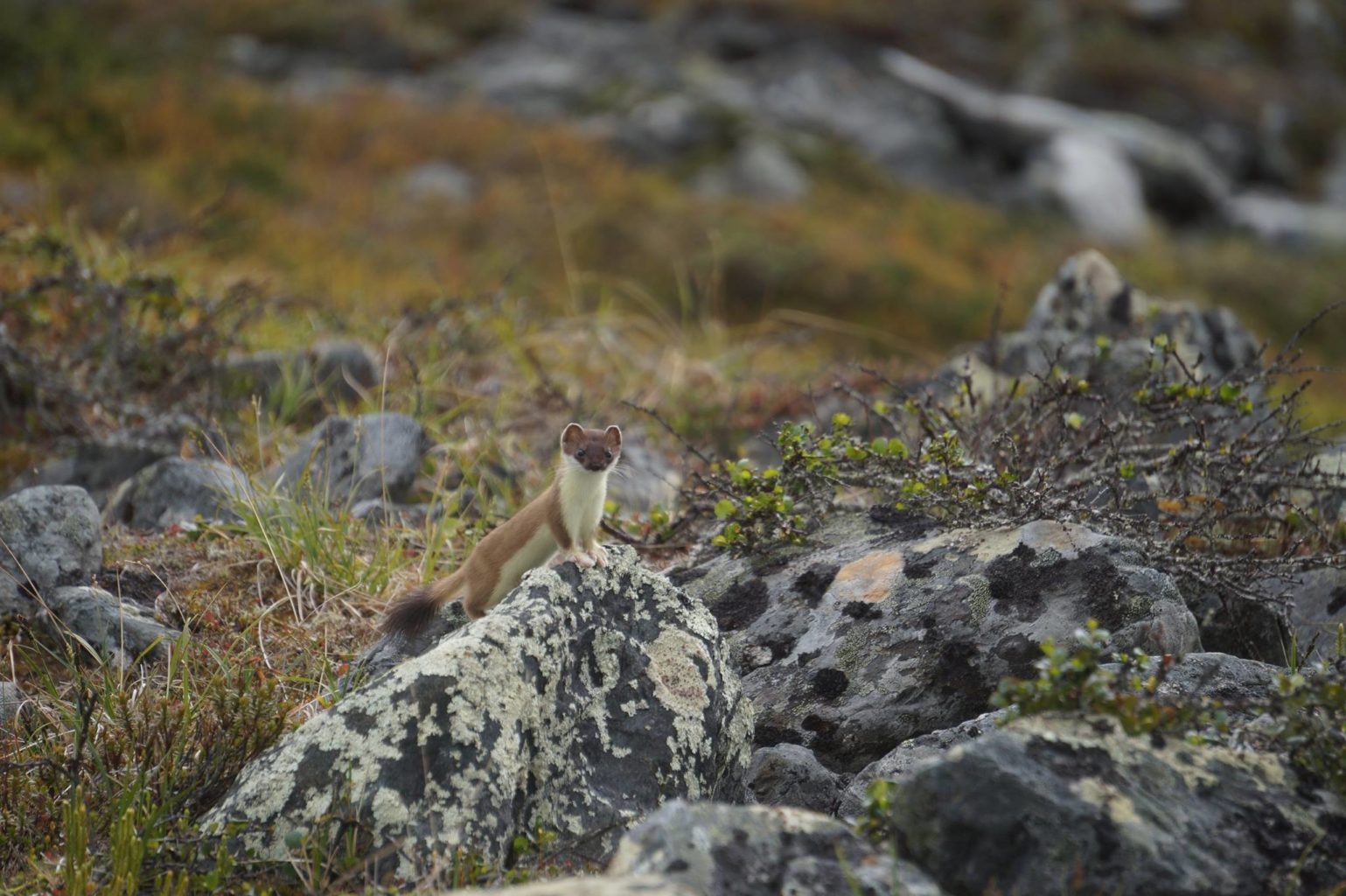 Valokuvaaja: Ester Malmström