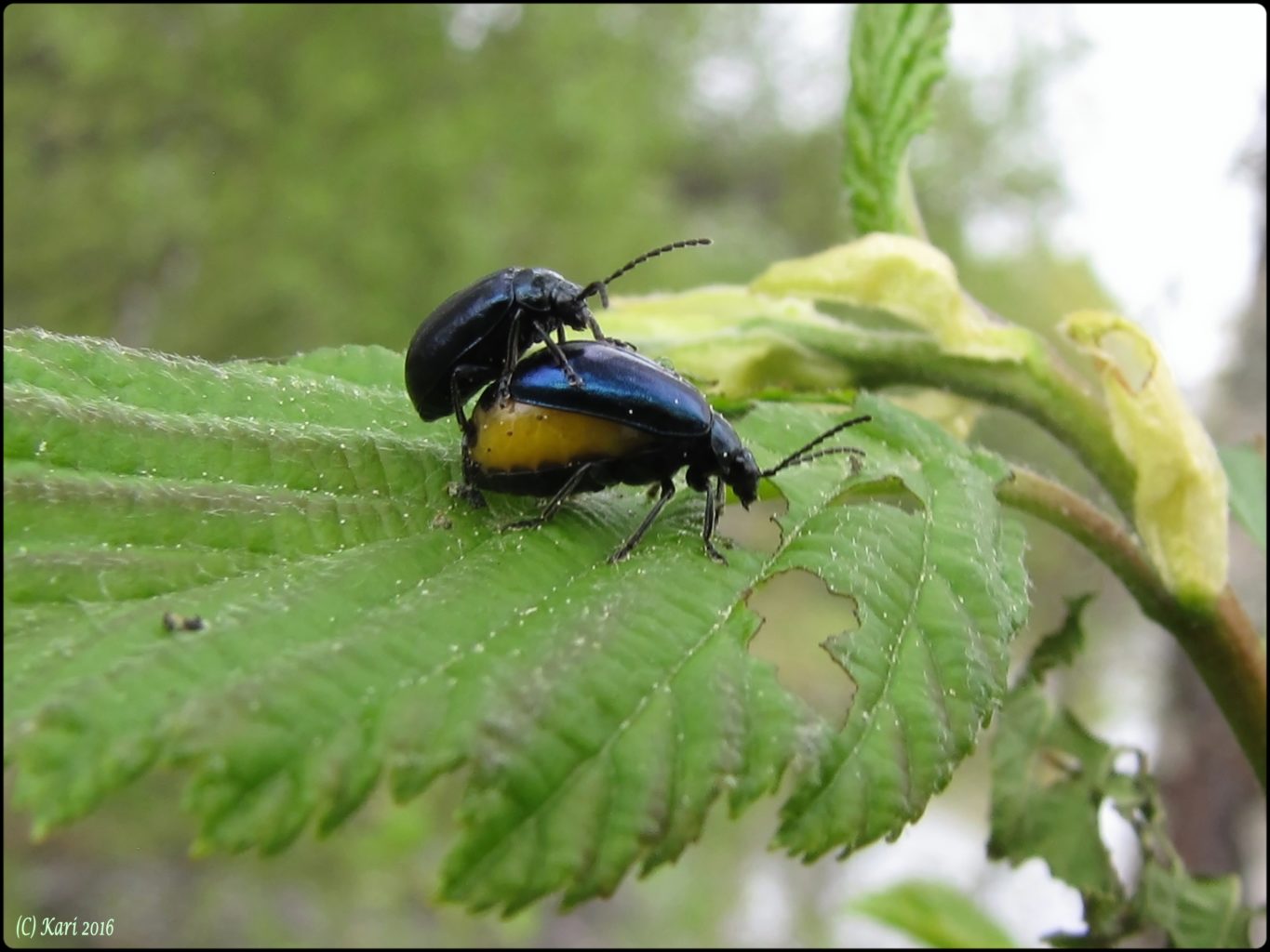 Valokuvaaja: Kari Saarinen
