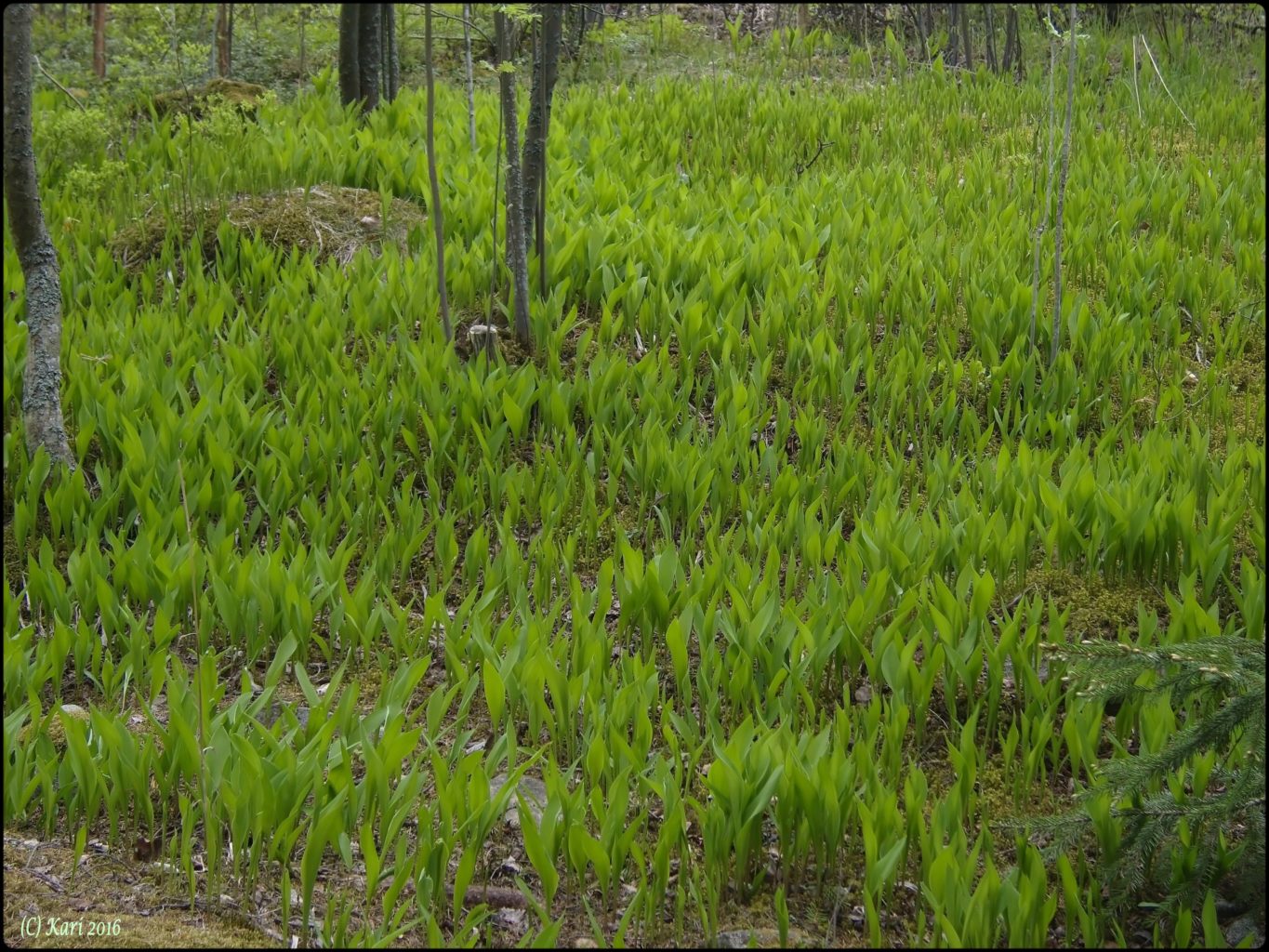 Valokuvaaja: Kari Saarinen
