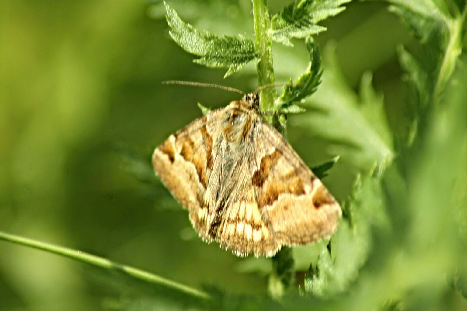 Valokuvaaja: Miia Pesu