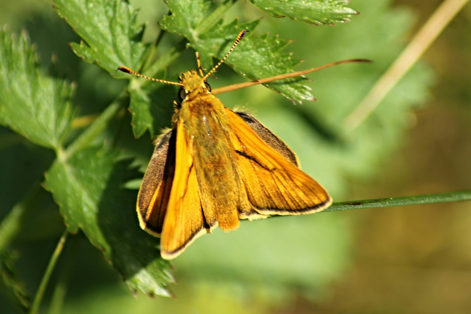 Valokuvaaja: Miia Pesu Valokuvaaja: Miia Pesu