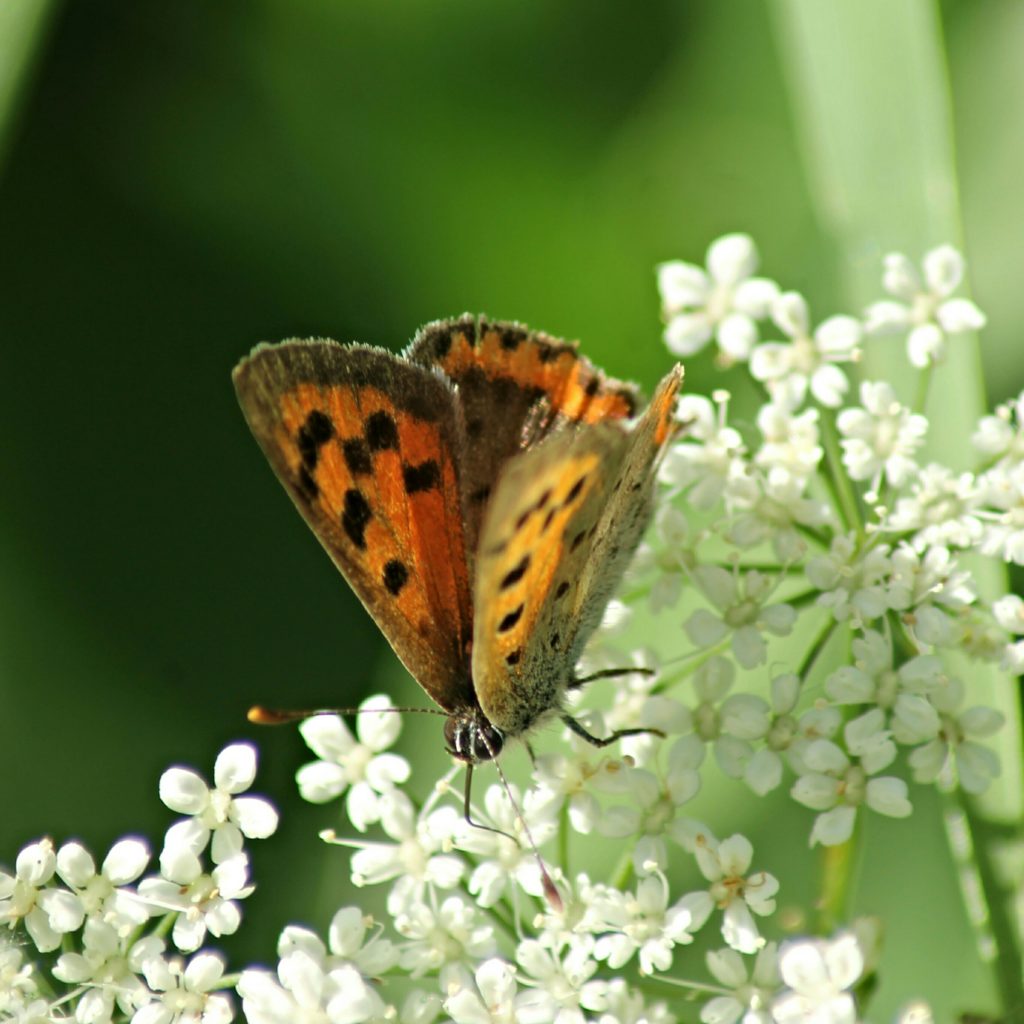 Valokuvaaja: Miia Pesu