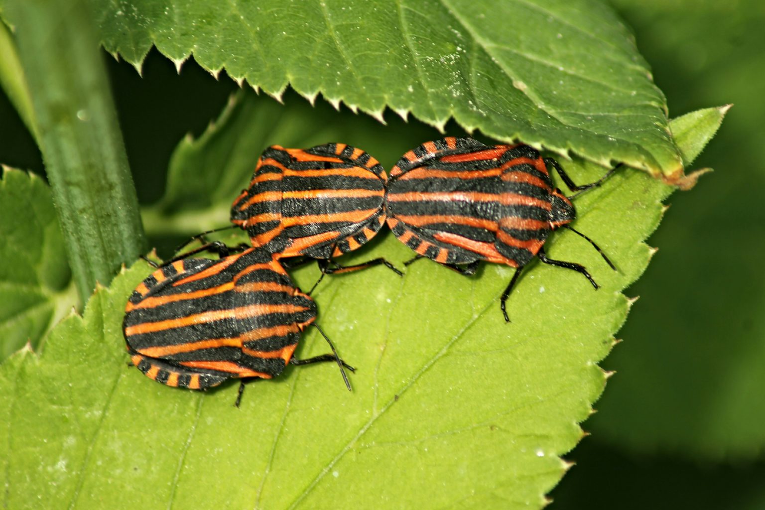 Valokuvaaja: Miia Pesu