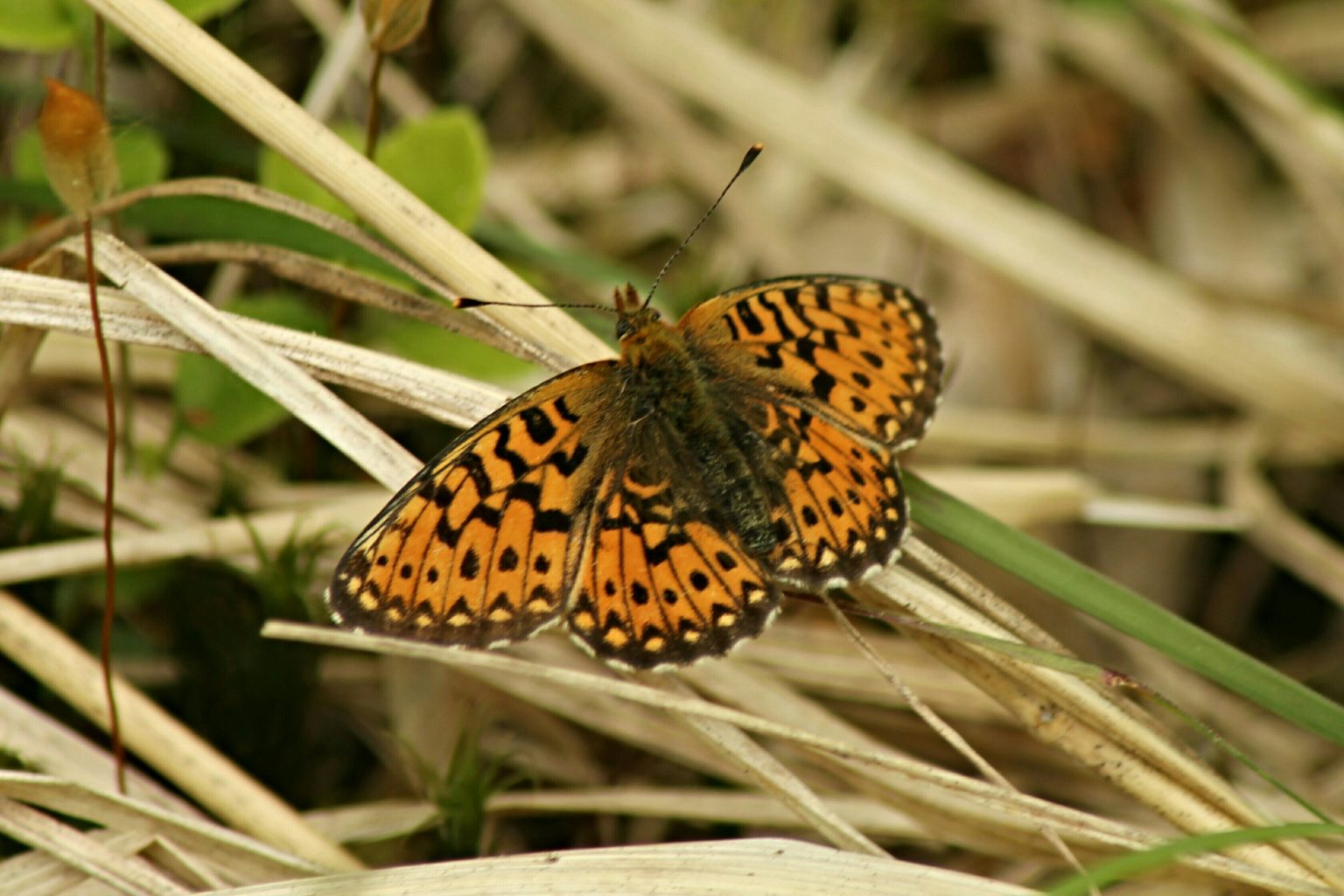 Valokuvaaja: Miia Pesu